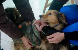 Cronograma de las Jornadas Veterinarias de octubre