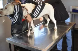 Jornadas de atención veterinaria